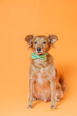 Lovely brown dog posing with a green bow tie against an orange background.