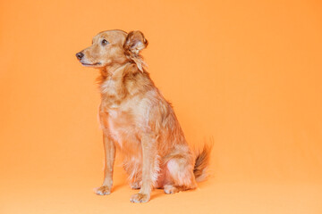 Lovely portrait of a brown dog posing sideways with a orange background.