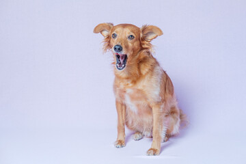 Lovely portrait of a brown dog posing yawning against a pink background.