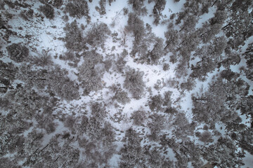 Winter Pine Trees