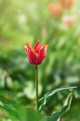 red tulip in selective focus on blurred background