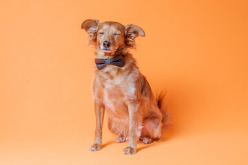 Lovely dog closes his eyes posing with a bow tie on a neutral orange background.