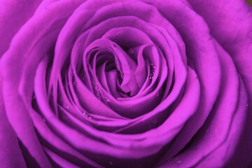 Buds of lilac rose. Purple rose petals. Blue Rose
