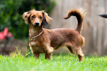 A very attentive and excited fluffy small breed dog pet standing at attention looking for something...