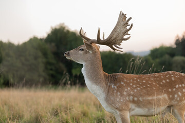 A Eurasian dam deer with branched palmate antlers, with white-spotted reddish-brown coat