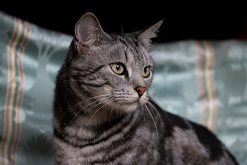 Domestic Large breed cat with beautiful stripes and coloring over its smooth coat, cat lover.