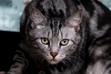 Domestic Large breed cat with beautiful stripes and coloring over its smooth coat, cat lover.