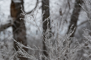 Dry wormwood sprout, in winter, covered with frost and ice crystals. Twigs of wormwood in winter, covered with frost and snow, in the steppe.
