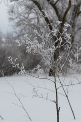 Dry wormwood sprout, in winter, covered with frost and ice crystals. Twigs of wormwood in winter, covered with frost and snow, in the steppe.