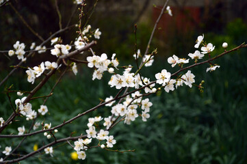 Cherry-plum branch is blooming in spring