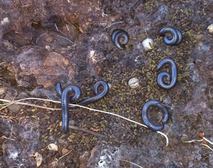 Round-backed, millipedes (Arthropoda: Diplopoda), millipede curled up on the ground in its natural habitat in the forest