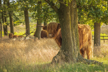 Highland cow behind tree staring at the camera with a blurred background
