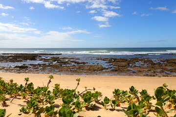 A view of the coastline with succulent plants in the foreground.