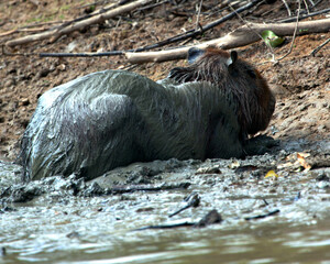 Closeup portrait of a Capybara (Hydrochoerus hydrochaeris) sitting in mud along the riverbank in the Pampas del Yacuma, Bolivia.