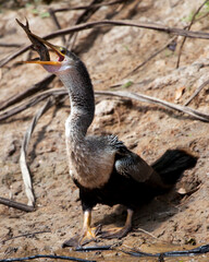 Closeup portrait of Anhinga Snakebird (Anhinga anhinga) hunting with whole fish in mouth Pampas del Yacuma, Bolivia.