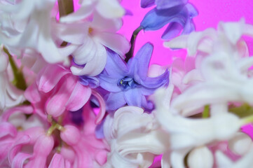Obraz premium Beautiful blooming branch of hyacinth