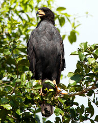 Closeup portrait of a Great black Hawk (Buteogallus urubitinga) perched in tree in the Pampas del...