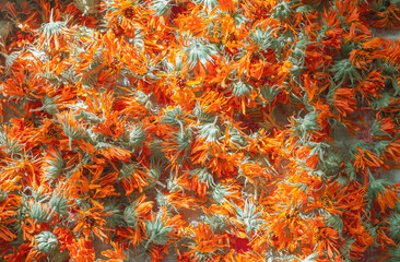 Calendula officinalis or Marigold dry tea flowers