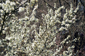 The thorn bush in blossom 
