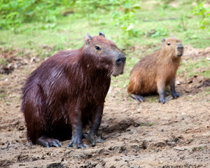Closeup portrait of two Capybara (Hydrochoerus hydrochaeris) sitting along the riverbank in the Pampas del Yacuma, Bolivia.