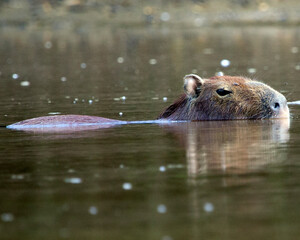 Fototapeta premium Closeup portrait of a Capybara (Hydrochoerus hydrochaeris) half submerged in water in the river of the Pampas del Yacuma, Bolivia.