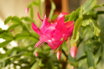 Schlumbergera is blooming for Christmas