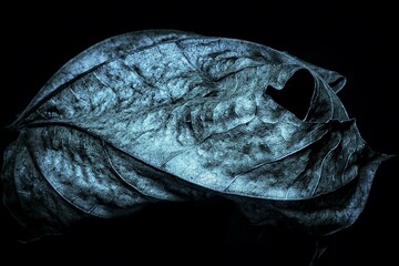 getrocknetes Ahornblatt im farbigem Licht