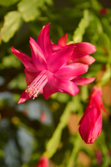 Schlumbergera is blooming for Christmas