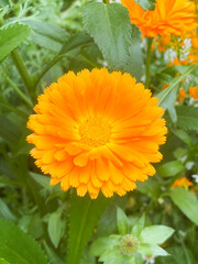 closeup Orange wildflower in garden in spring 