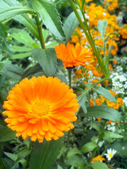 closeup Orange wildflower in garden in spring 