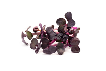 Fresh purple radish sprouts isolated on white. Microgreens.