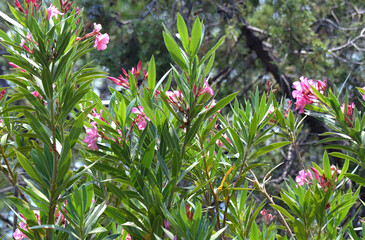 Beautiful nerium oleander is blooming