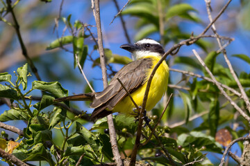 The Boat-billed Flycatcher also know as Neinei perched on the branches of a tree. Species Megarynchus pitangua. Animal world. Birdwatching.  Flycatcher.
