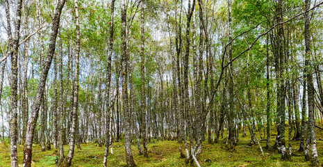 Obraz premium Spean Bridge Woodland