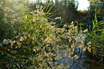 A meadowsweet is blooming by the river