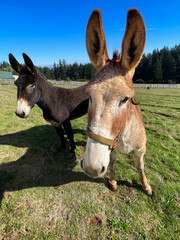 2 black mammoth donkeys in field and blue sky