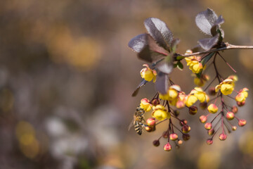 A branch of a flowering barberry. Blooming garden. Background. Floral background.