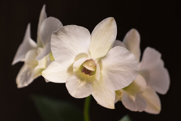 Fototapeta na wymiar Delicate white orchid 3 flowers on a dark background