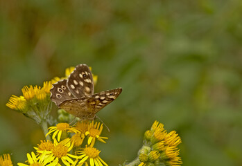 Close up of a brown speckled wood butterfly on a bright yellow common ragwort flowers on a green bokeh background.