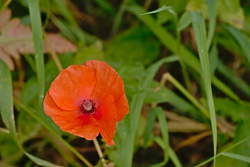 closeup of a bright red poppy flower