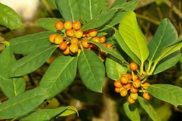 Rote Früchte des Kirschlorbeers, Prunus laurocerasus