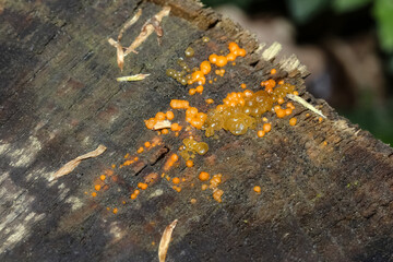 Pilz Zerfliessende Gallertträne auf einem Baumstamm, Dacrymyces stillatus