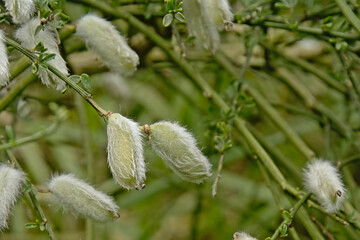  Fluffy white hairy-fruited broomseedpods, closeup, selective focus
Download preview
Fluffy white hairy-fruited broom seedpods , selective focus - Cytisus striatus
