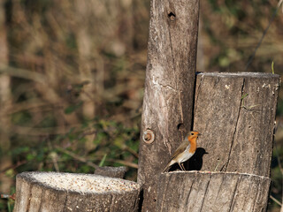 European robin or erithacus rubecula robin posing at the edge of a table in a park