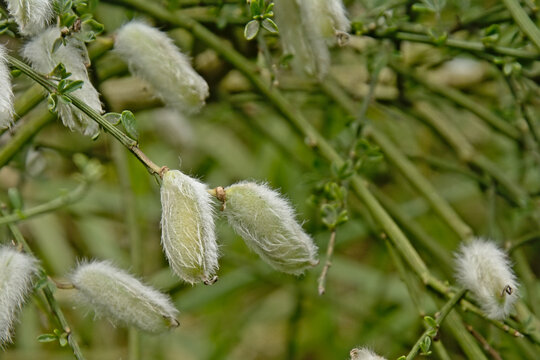  Fluffy white hairy-fruited broomseedpods, closeup, selective focus
Download preview
Fluffy white hairy-fruited broom seedpods , selective focus - Cytisus striatus
