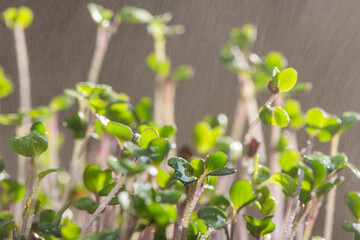 Fresh microgreens. Close-up of microgreens of purple radish