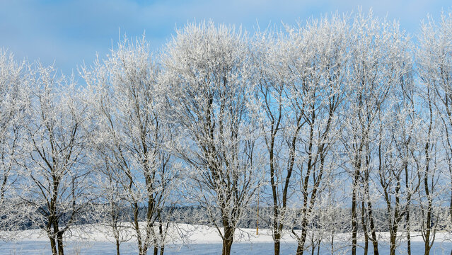Snow-covered tree branches against the blue sky. Trees are covered with snow and hoarfrost against the blue sky.
