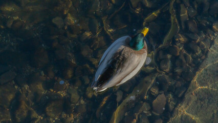 Top view of mallard duck bird swim on clear cold water natural background. A drake wintering in the city. Animal theme.