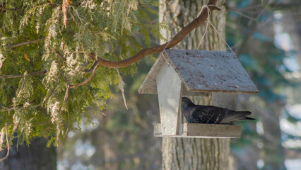 Cute pigeon on wooden bird feeder in snowy park. Caring for the environment. Feeding birds. Birdwatching concepts.