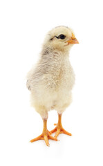 One small white chicken.